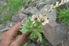 Hyoscyamus niger